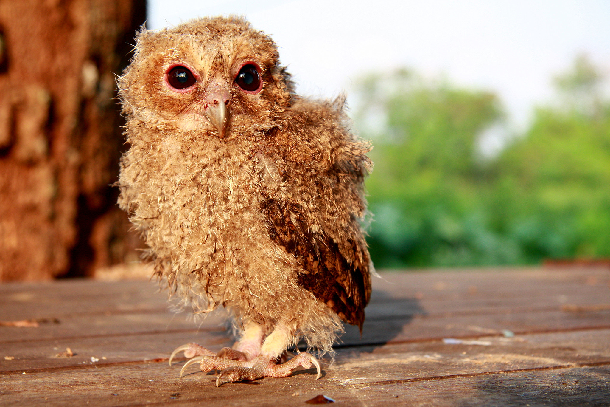 Canon EF-S 17-85mm F4-5.6 IS USM sample photo. Owl photography