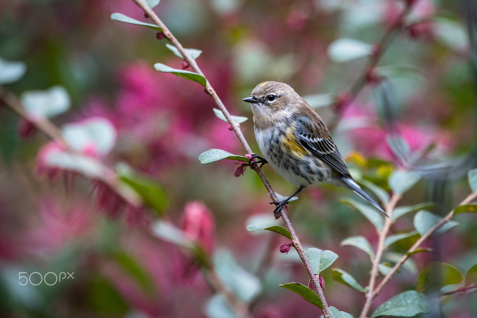Sony 70-400mm F4-5.6 G SSM II sample photo. Yellow-rumped warbler photography