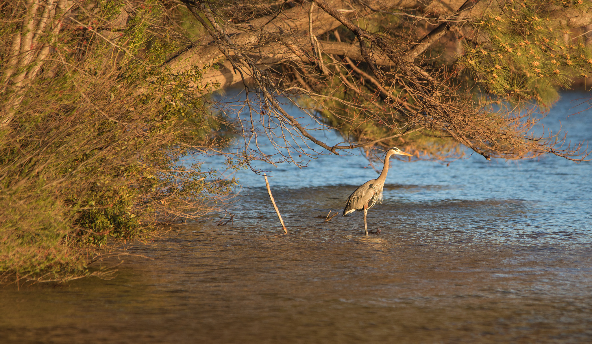 Sigma 150-500mm F5-6.3 DG OS HSM sample photo. Blue heron wadding photography