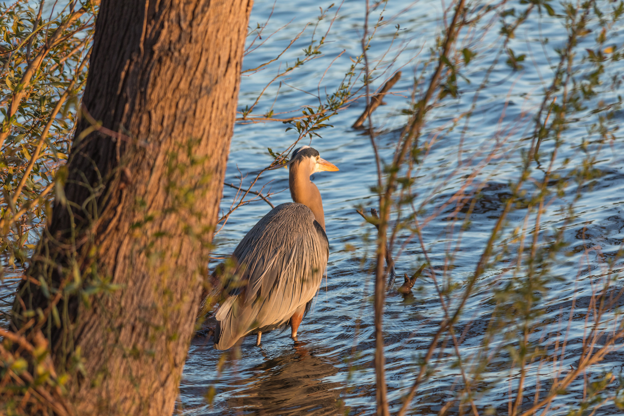 Sigma 150-500mm F5-6.3 DG OS HSM sample photo. Heron photography