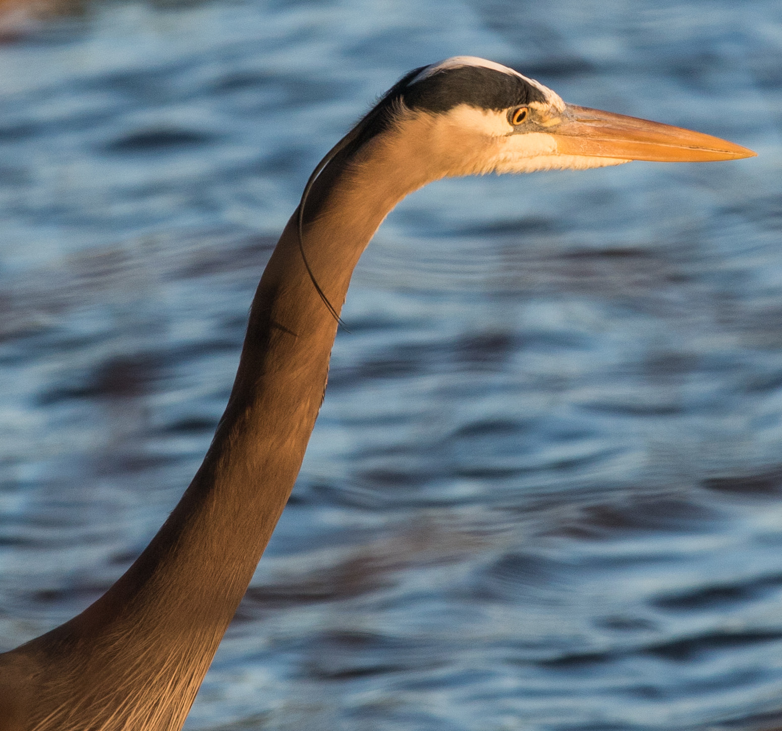 Canon EF 70-200mm F4L IS USM sample photo. Close up heron photography