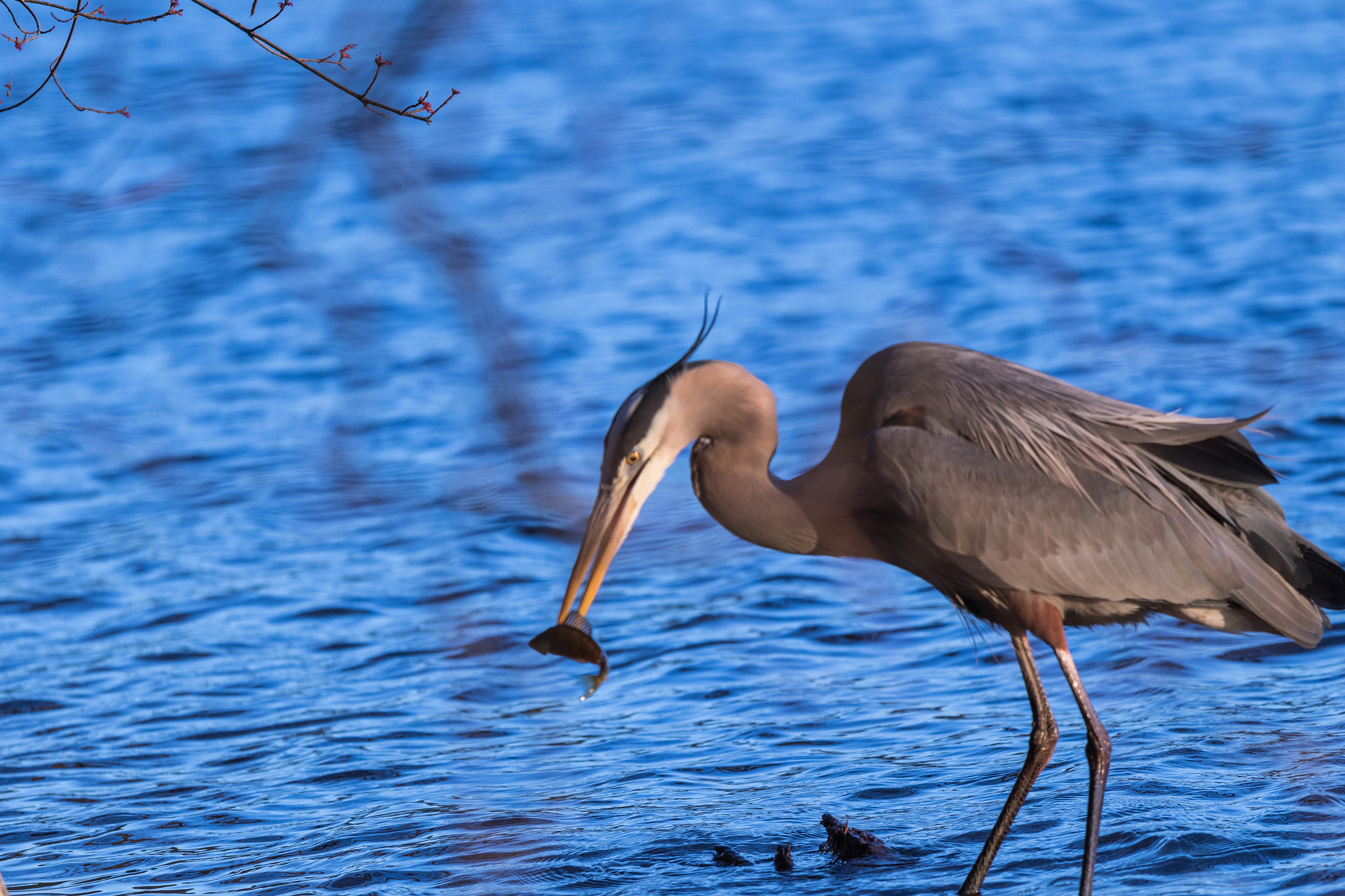 Canon EF 70-200mm F4L IS USM sample photo. Warm tones heron fishing photography