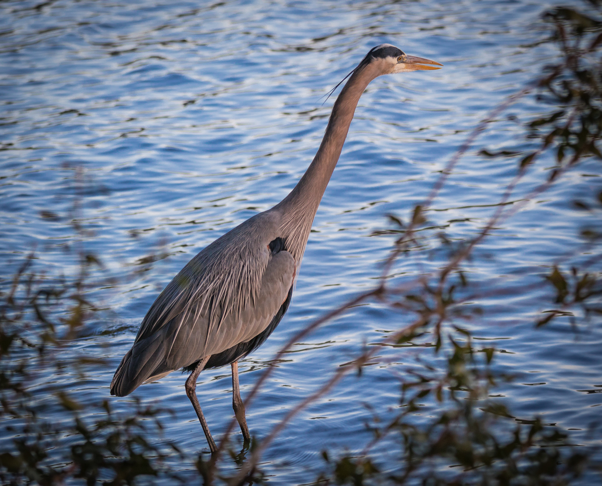 Canon EF 70-200mm F4L IS USM sample photo. Heron photography