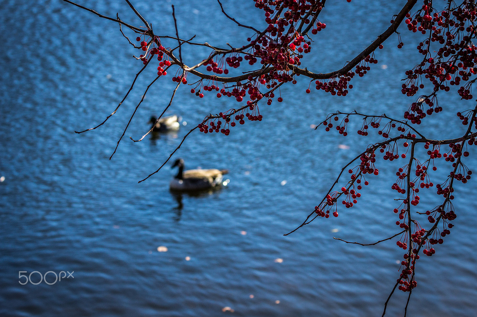 Canon EF 70-300mm F4-5.6 IS USM sample photo. Boston photography