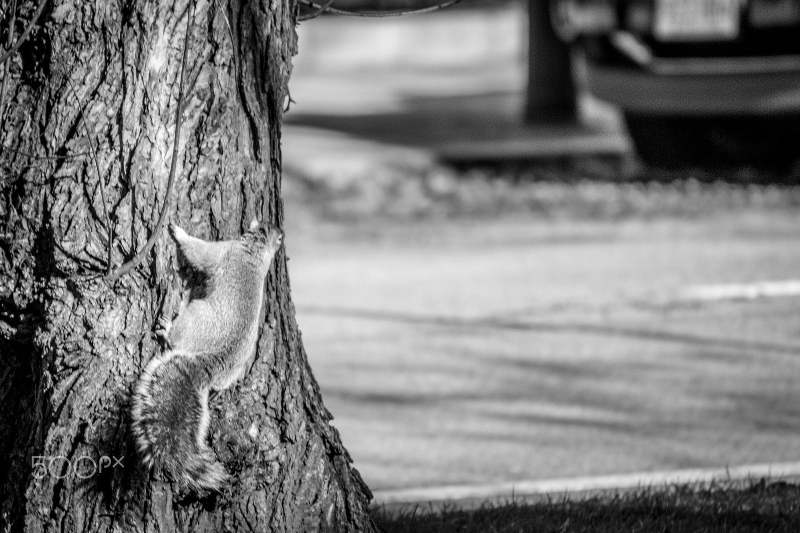 Canon EF 70-300mm F4-5.6 IS USM sample photo. Boston photography