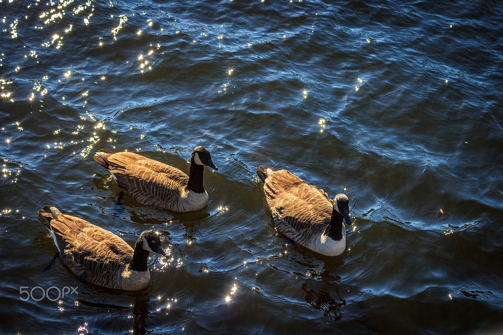 Canon EF 70-300mm F4-5.6 IS USM sample photo. Boston photography
