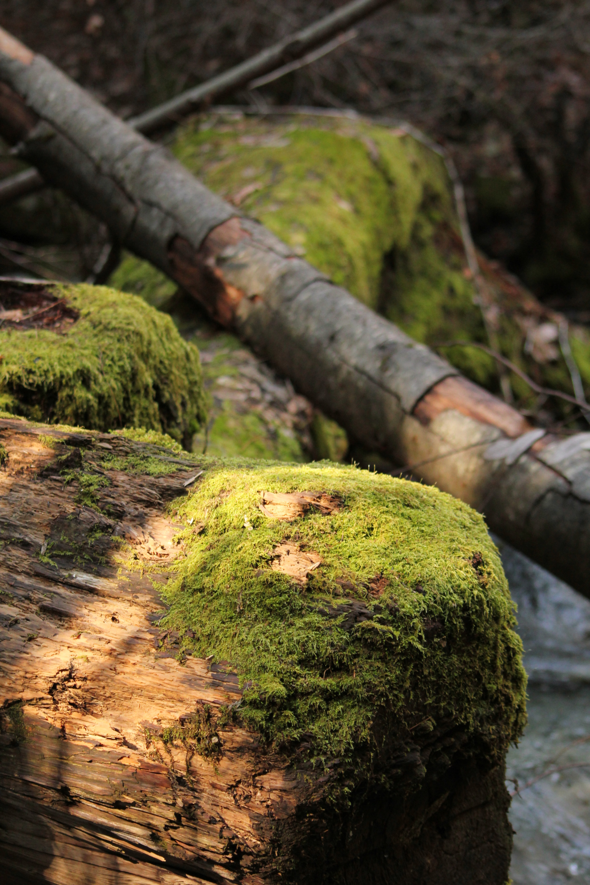Canon EOS 550D (EOS Rebel T2i / EOS Kiss X4) sample photo. Moss tree 1 photography