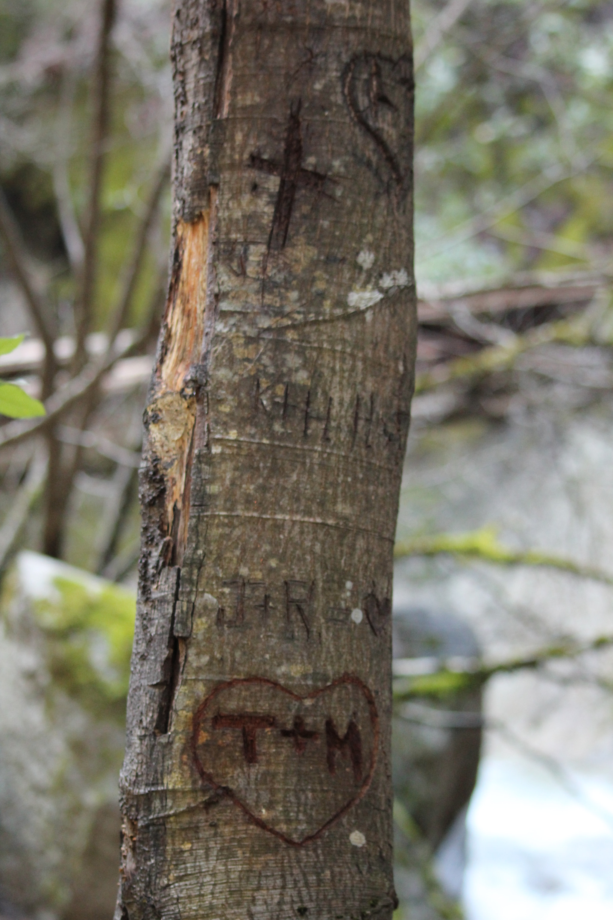 Canon EOS 550D (EOS Rebel T2i / EOS Kiss X4) sample photo. Craved tree photography