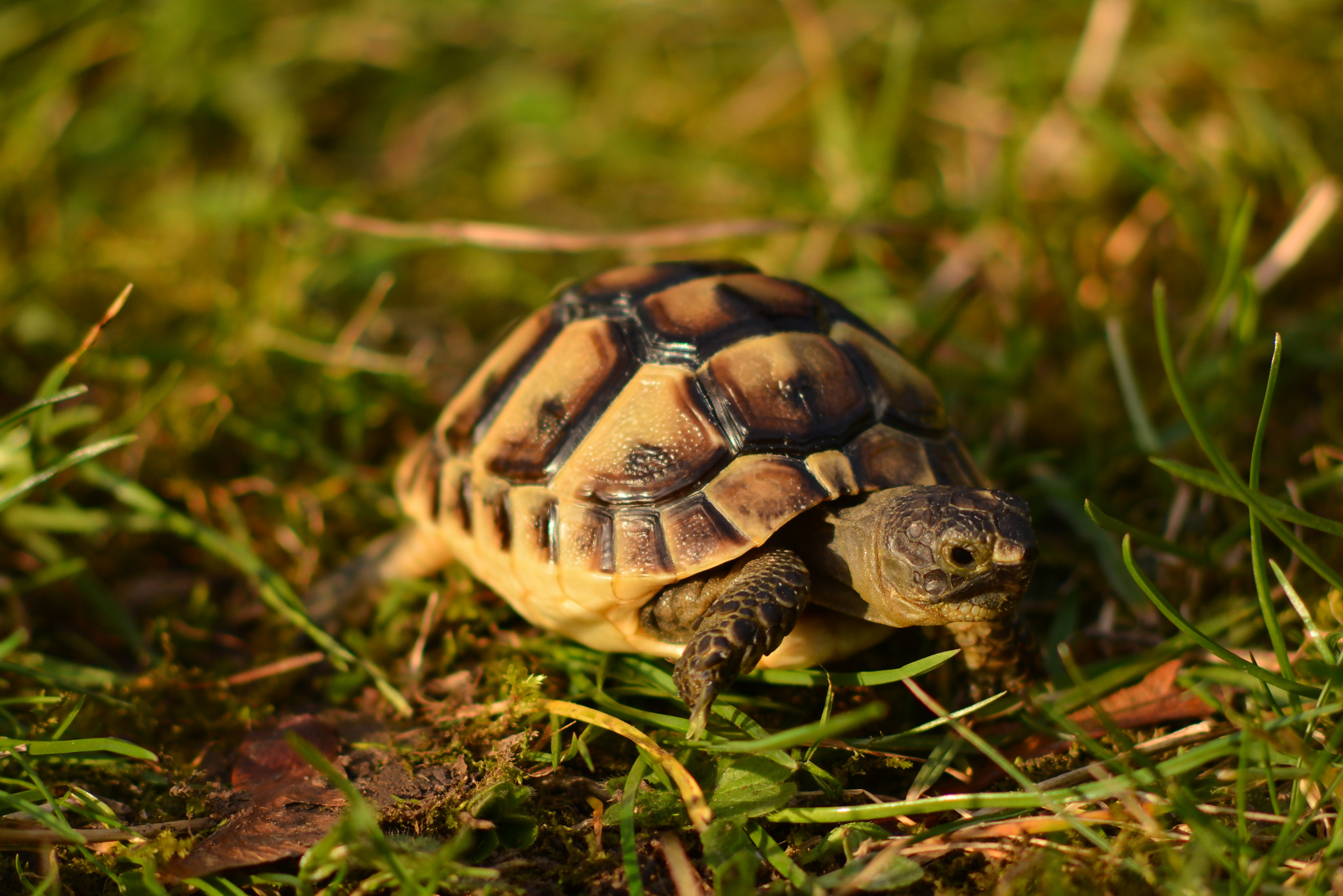 Nikon D7100 sample photo. Little turtle in the grass photography