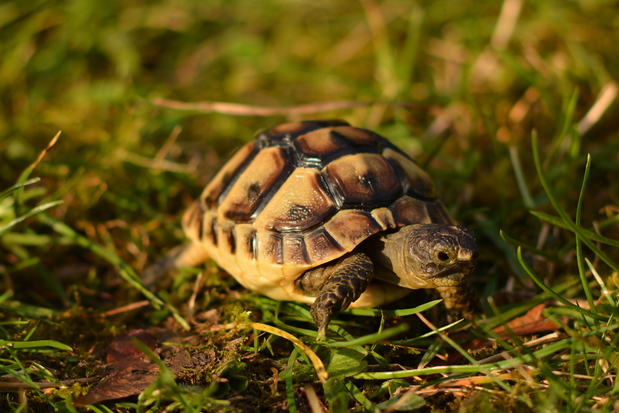 Nikon D7100 + AF Nikkor 70-210mm f/4-5.6 sample photo. Little turtle in the grass photography