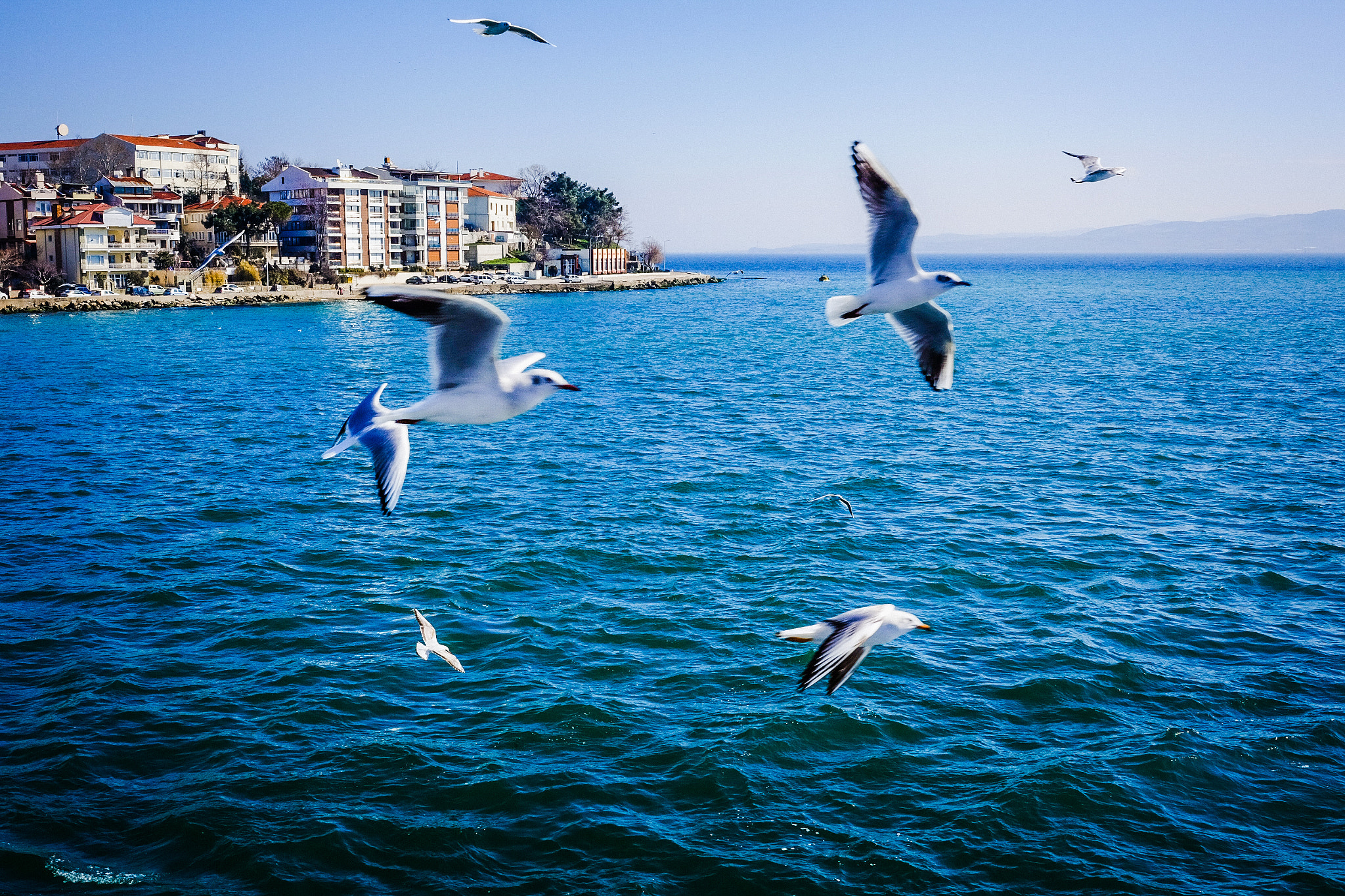 Fujifilm X-M1 + Fujifilm XF 27mm F2.8 sample photo. 海鷗 photography