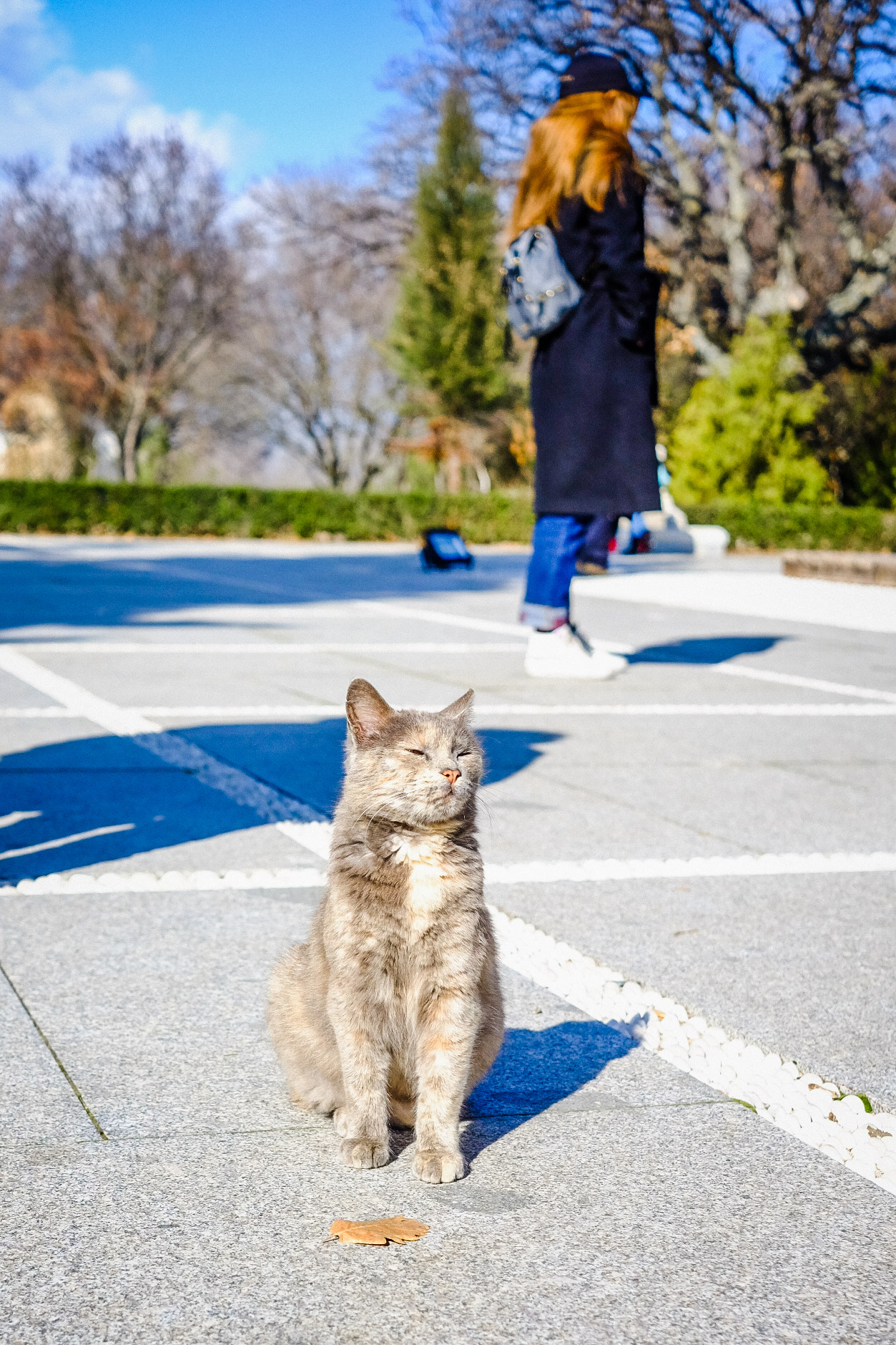 Fujifilm X-M1 + Fujifilm XF 27mm F2.8 sample photo. 貓 photography