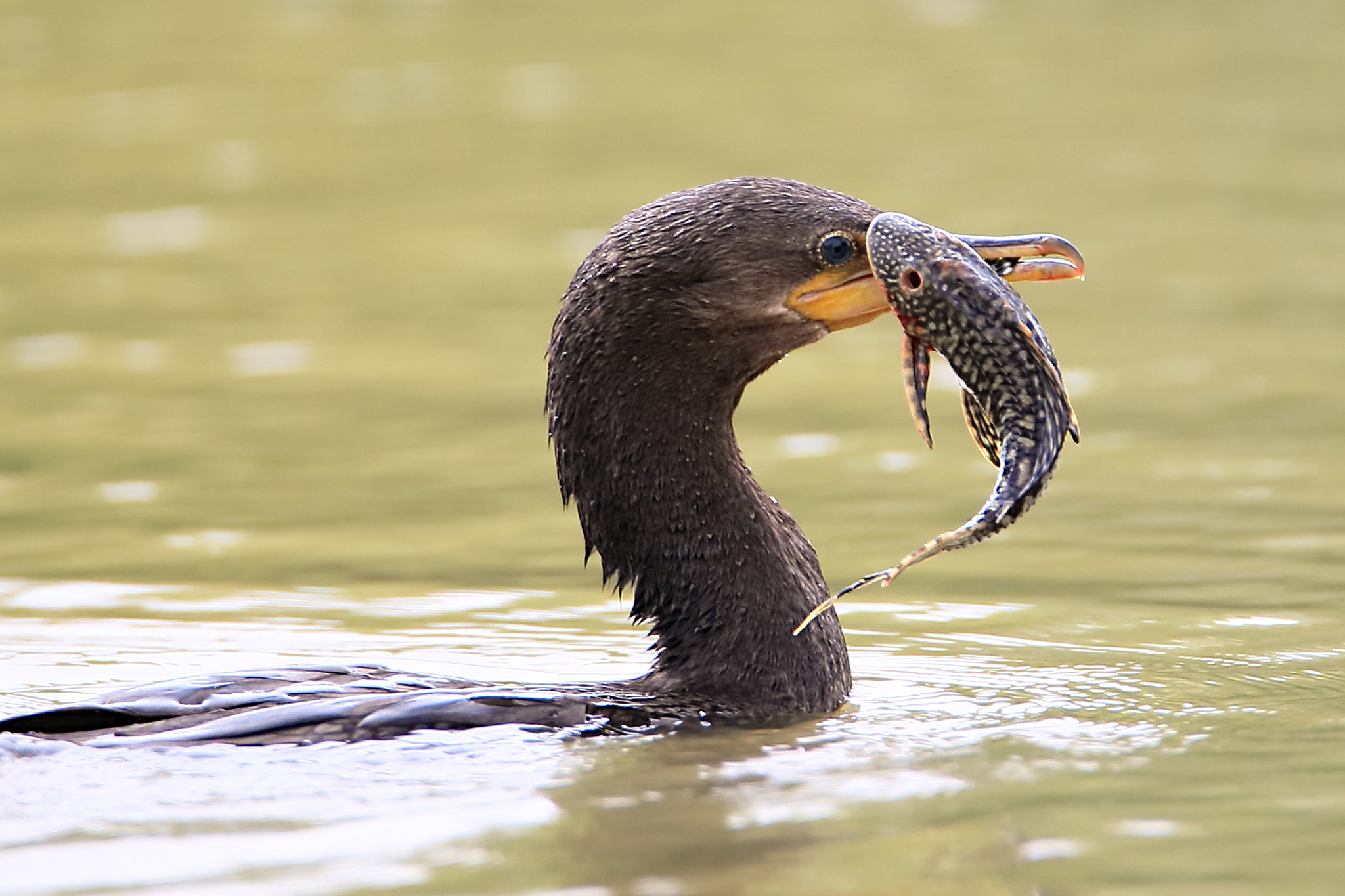Tamron SP 150-600mm F5-6.3 Di VC USD sample photo. Iv photography