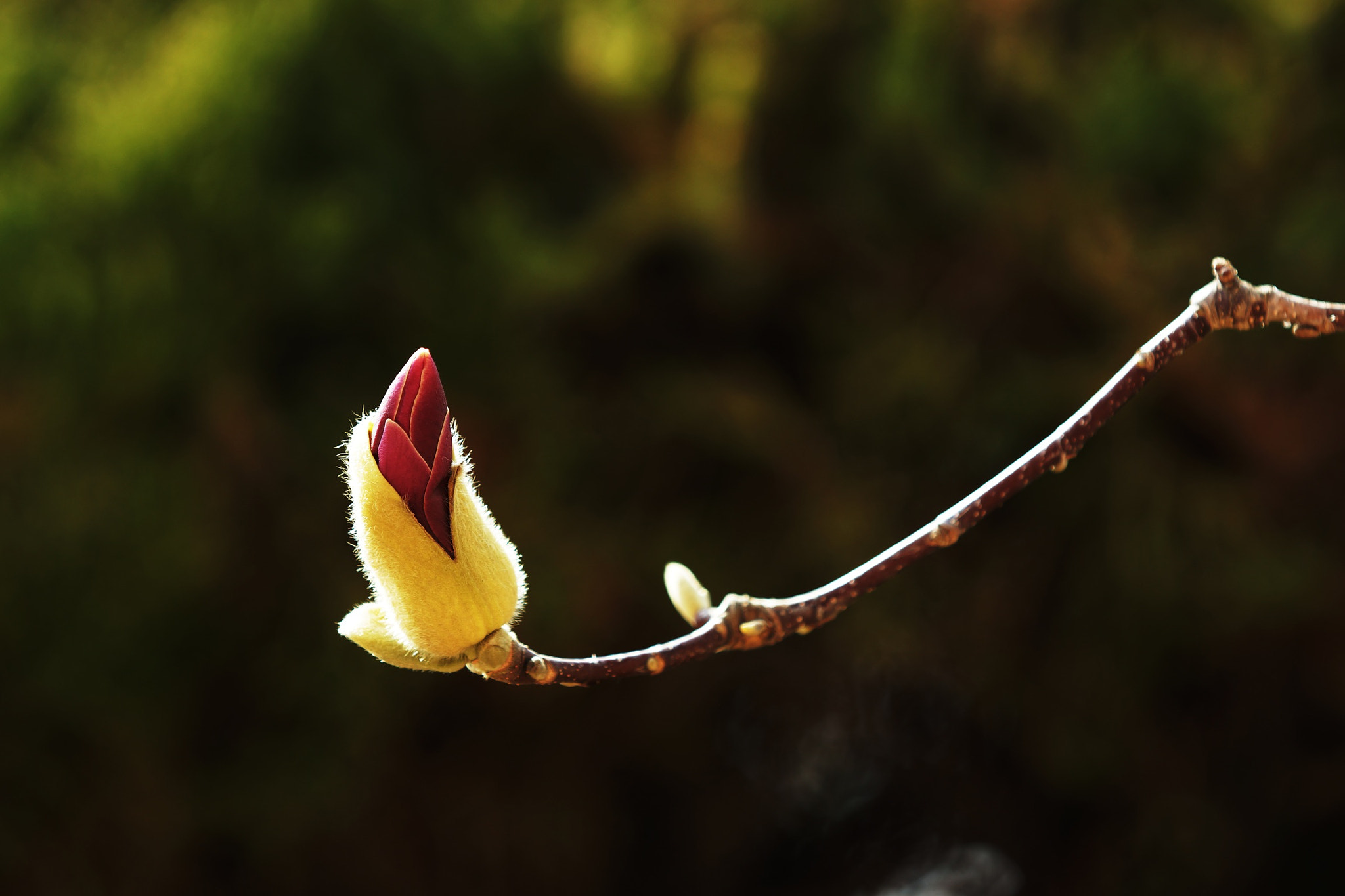 Sony SLT-A77 + Minolta/Sony AF 70-200mm F2.8 G sample photo. Make bud !! photography