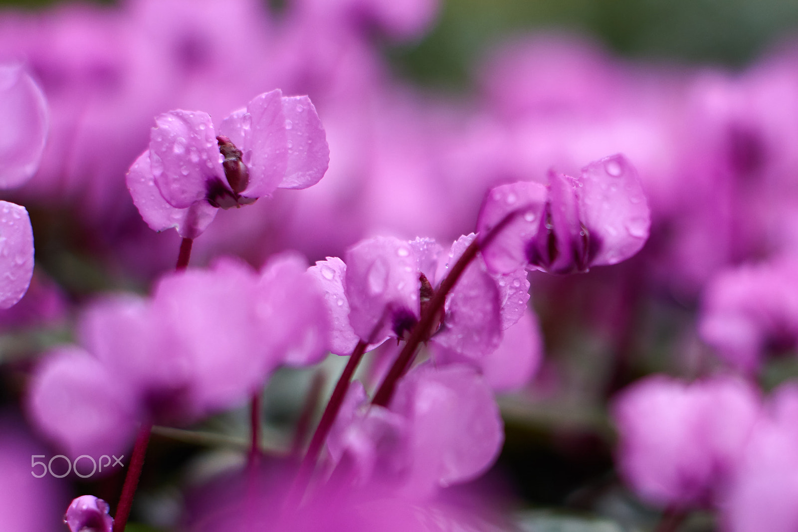 Sony a6000 sample photo. Cyclamen photography