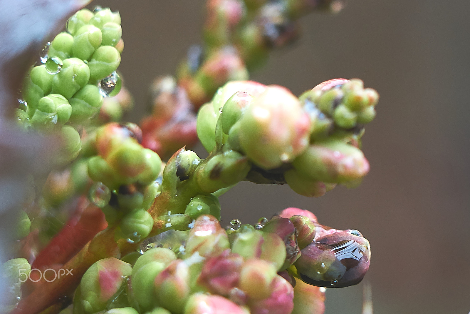 Sony a6000 + Sony E 50mm F1.8 OSS sample photo. Flowering oregon grape photography