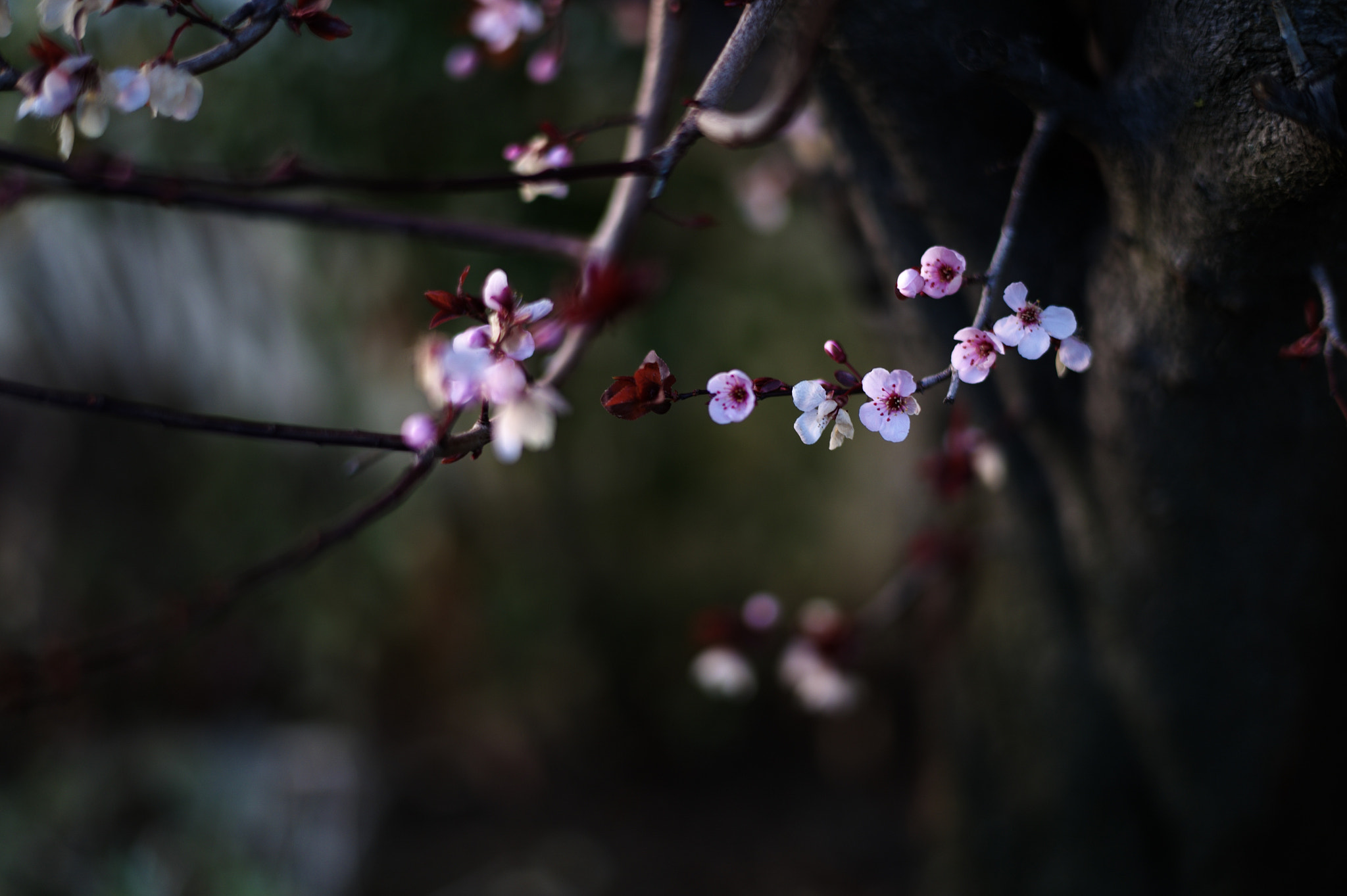 Leica M9 + Leica Summilux-M 50mm F1.4 ASPH sample photo. Blossom 2 photography