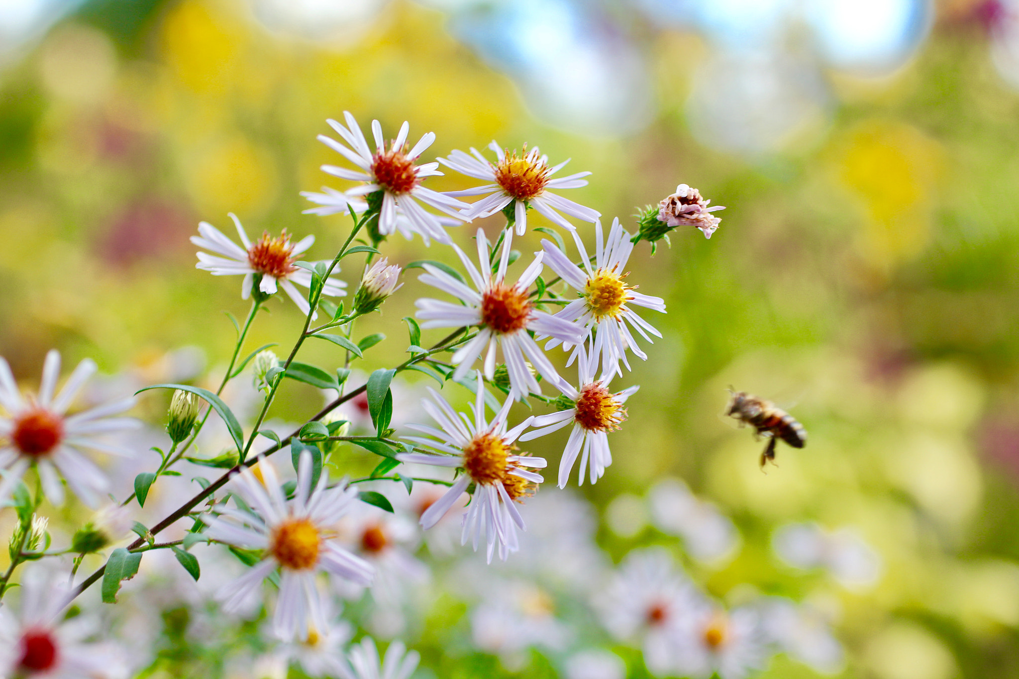 Canon EF 50mm F2.5 Macro sample photo. Monet's garden photography