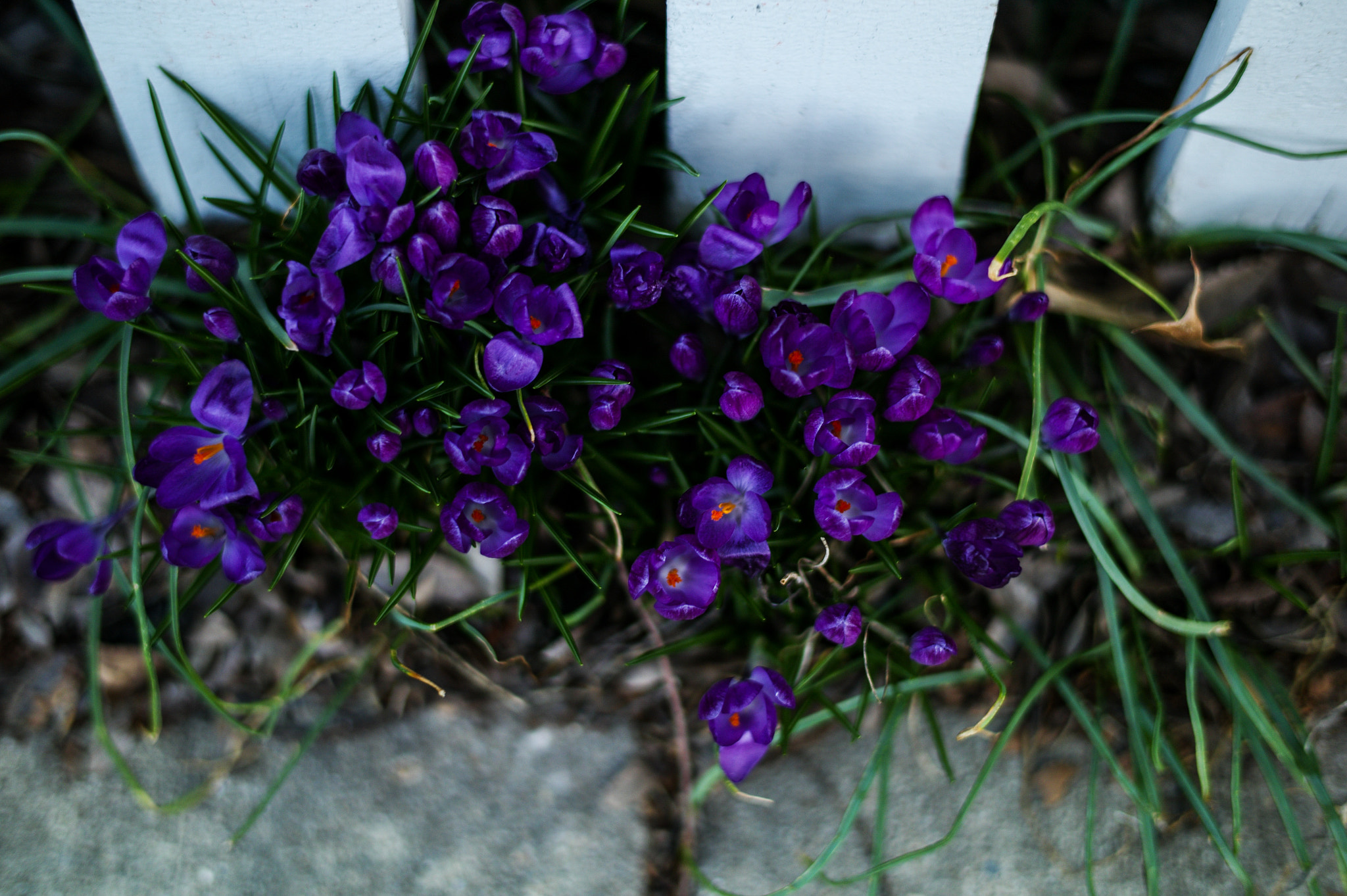 Leica M9 + Leica Summilux-M 50mm F1.4 ASPH sample photo. Blue like jazz photography