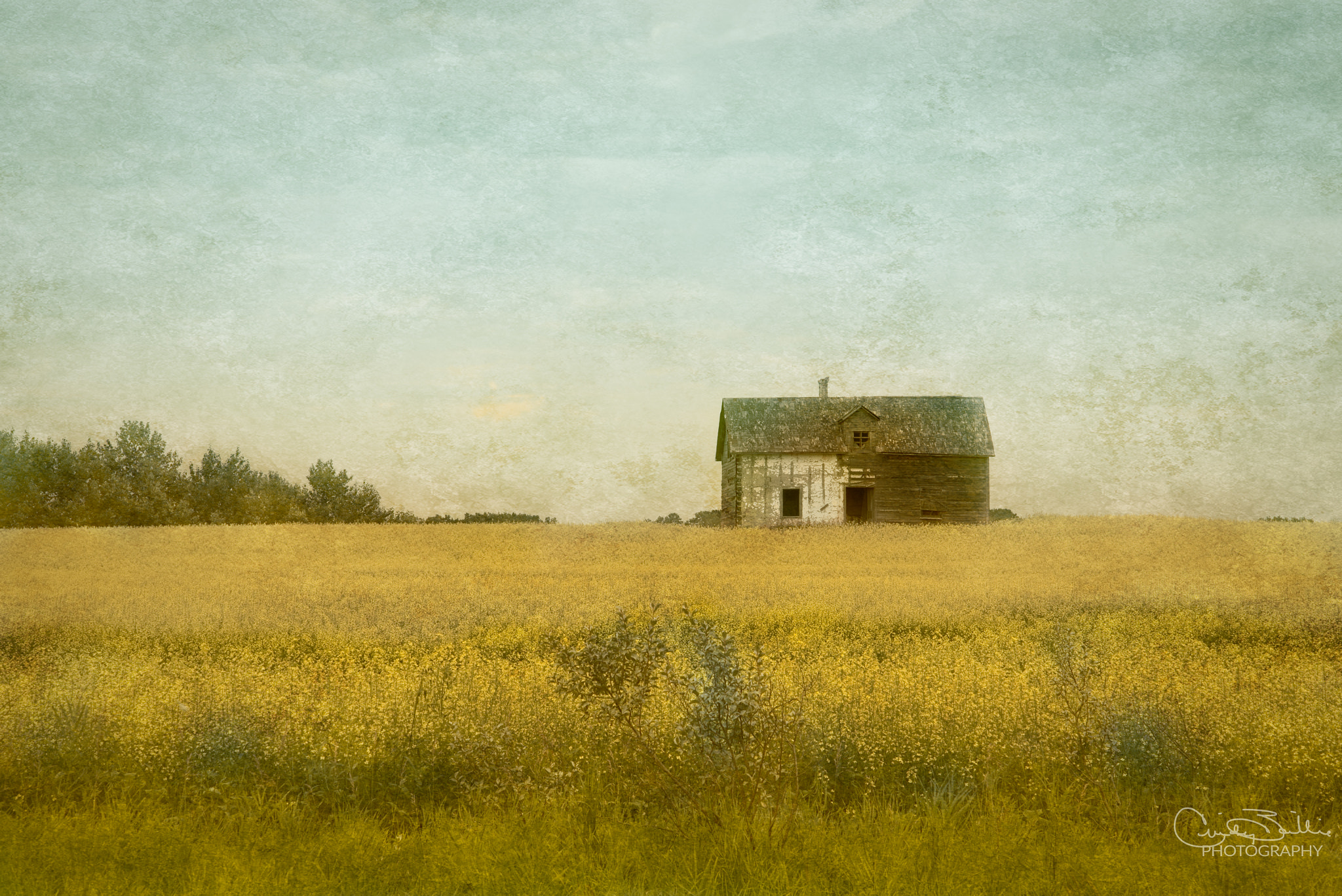 Nikon D600 sample photo. Summer eve in the canola photography