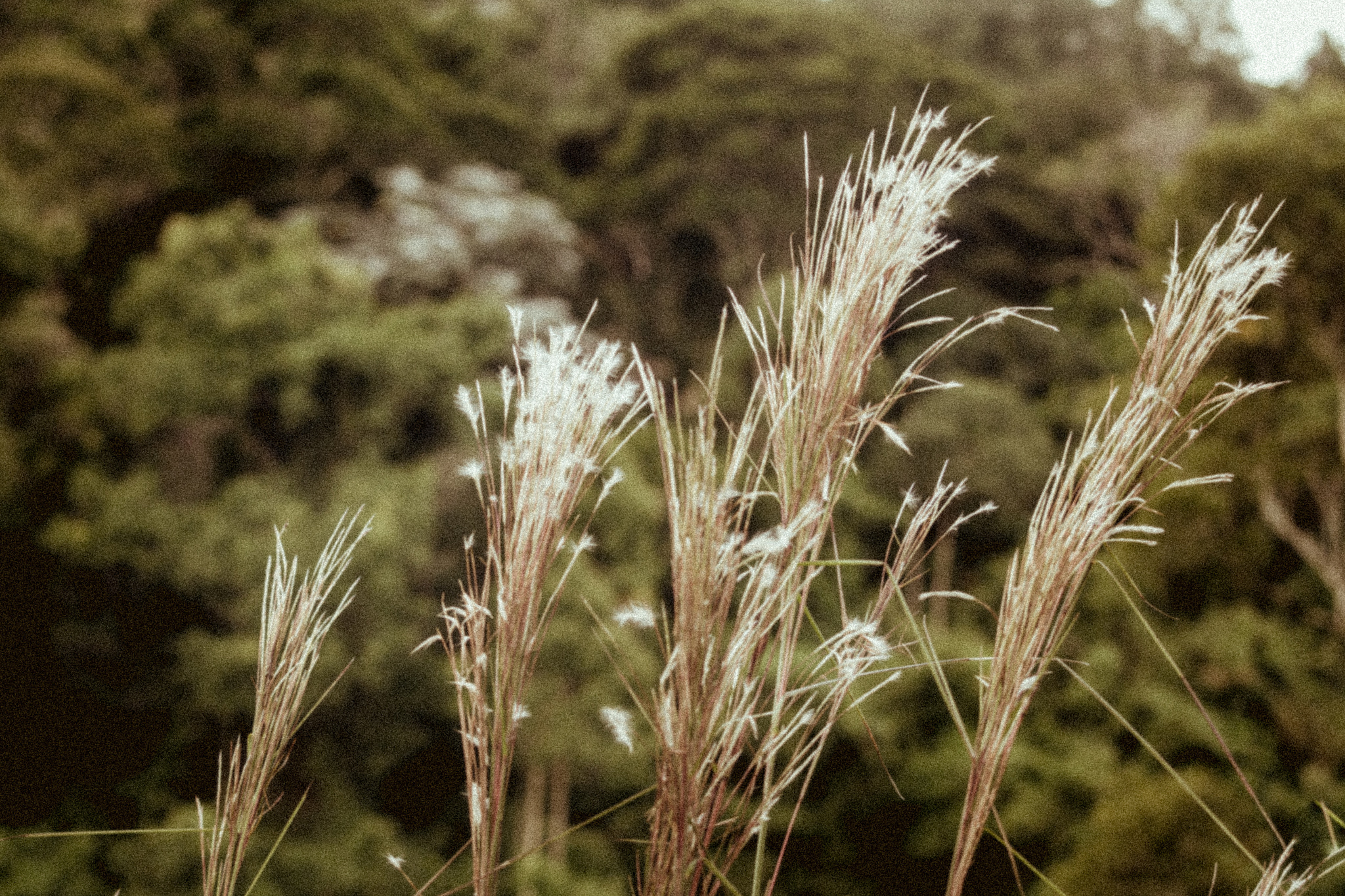 Canon EF-S 55-250mm F4-5.6 IS STM sample photo. White spikes photography