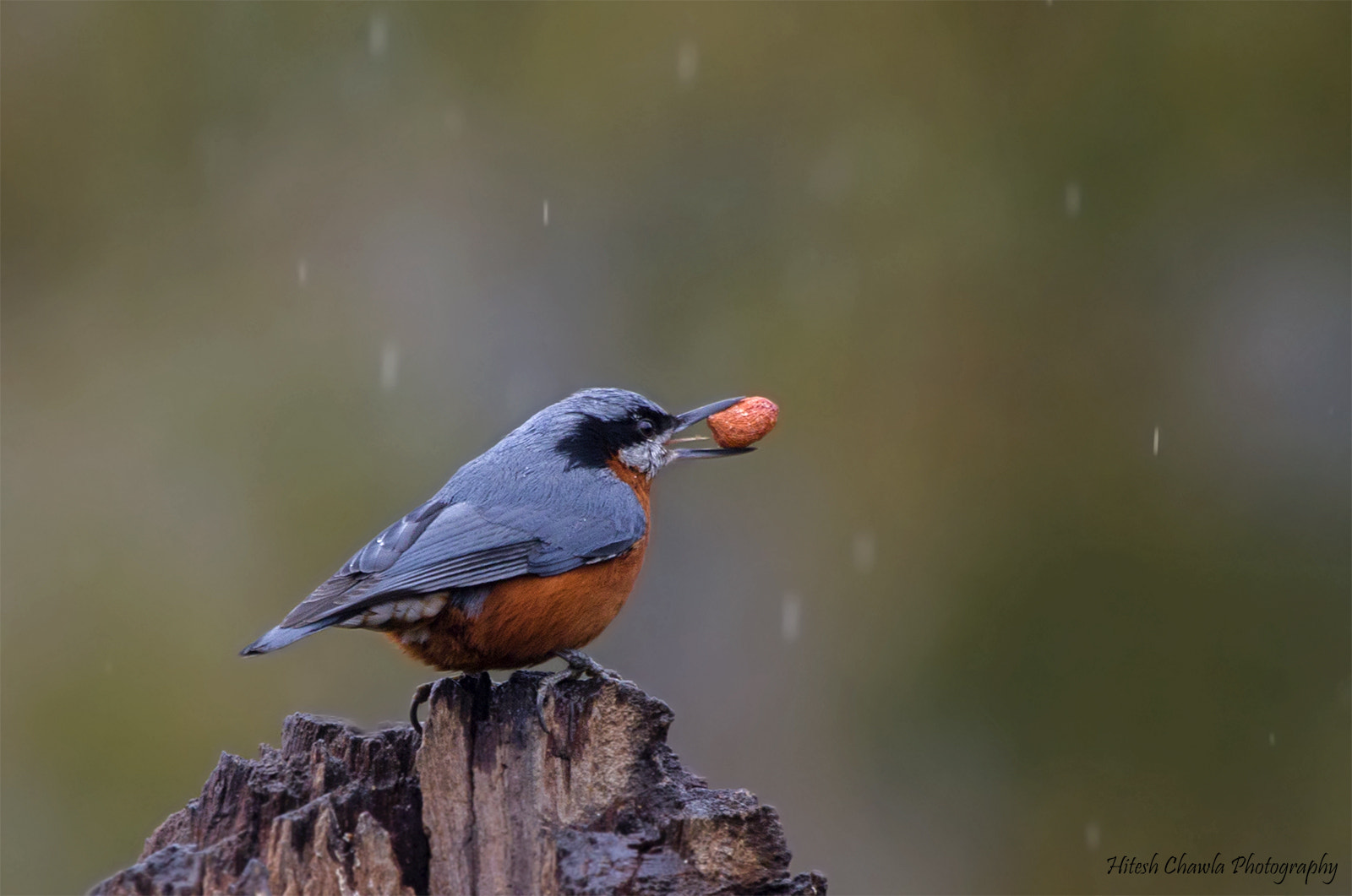 Canon EOS 6D + Canon EF 100-400mm F4.5-5.6L IS USM sample photo. Chestnut bellied nuthatch photography