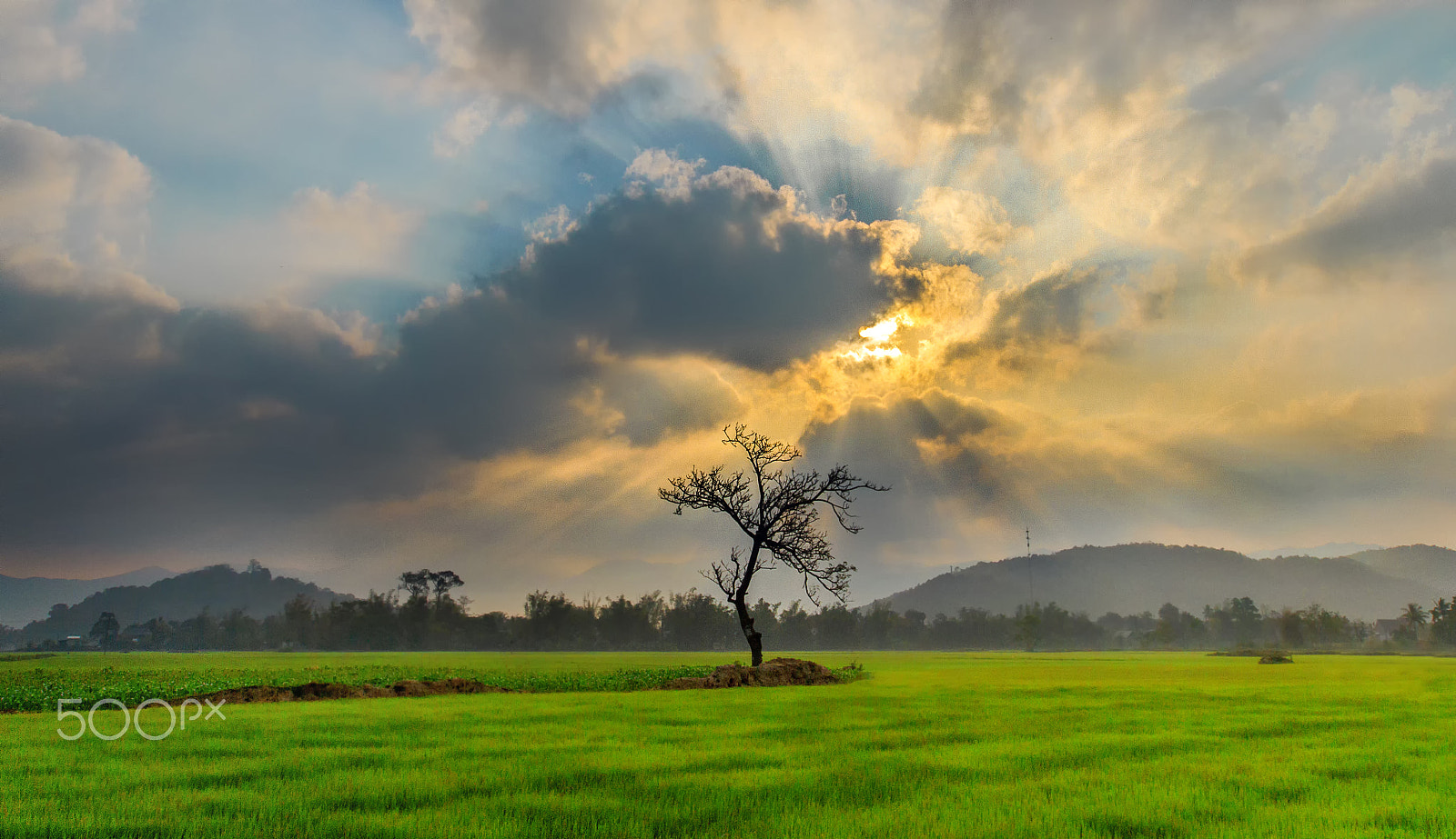 Canon EF 16-35mm F2.8L II USM sample photo. Alone tree photography