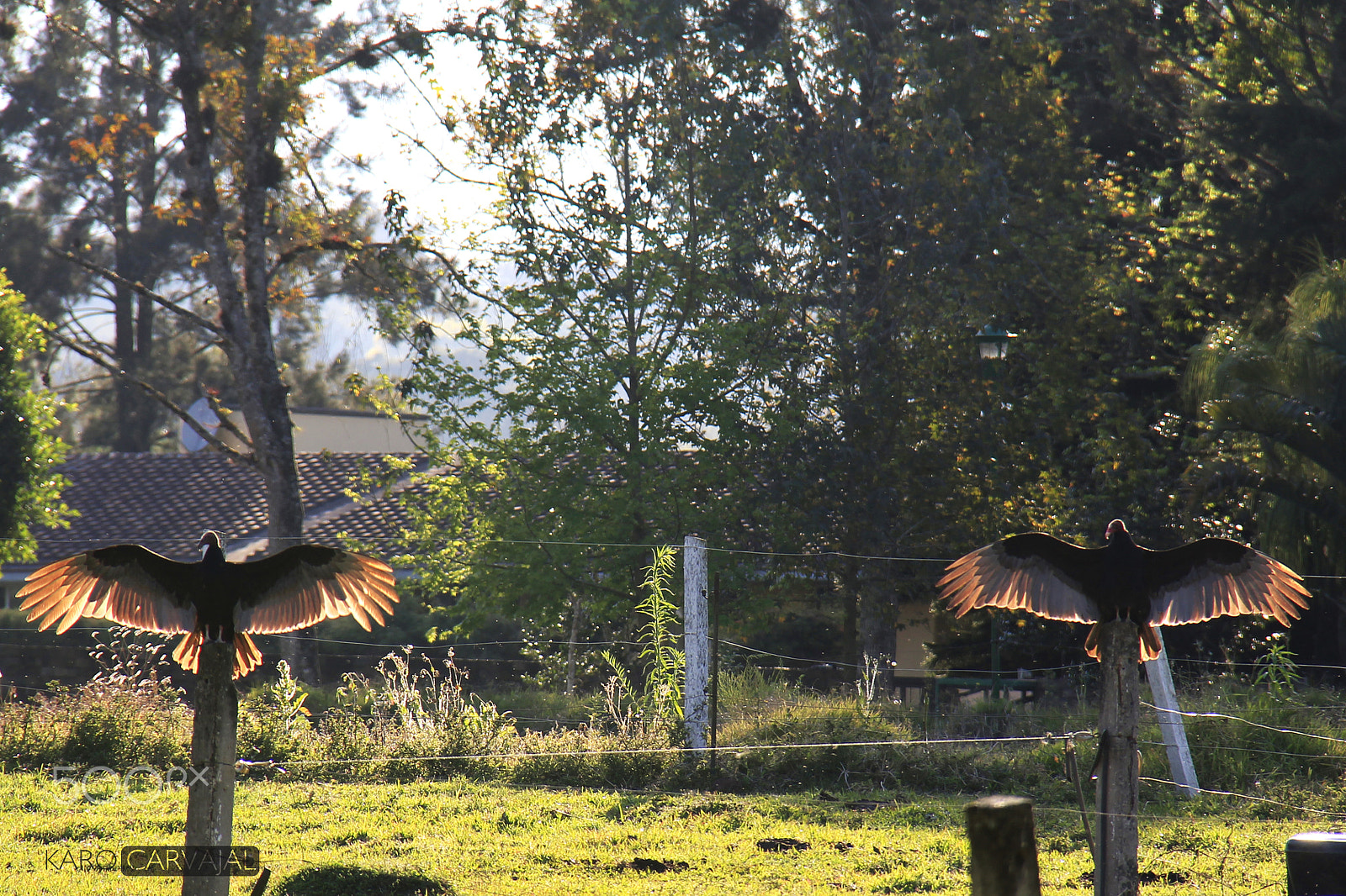 Canon EF-S 18-200mm F3.5-5.6 IS sample photo. Zopilotes aura (cathartes aura) photography