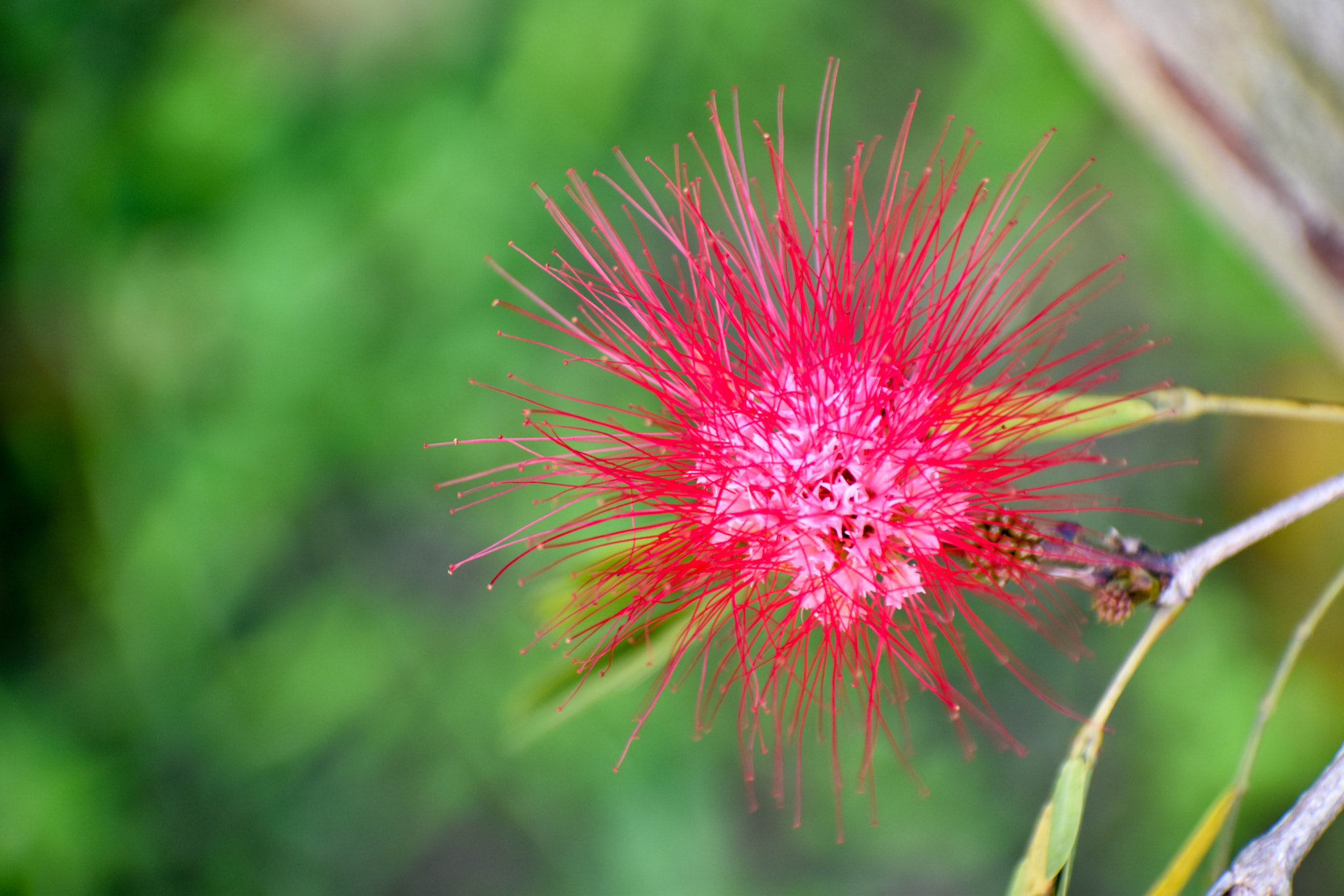 Sigma 70-300mm F4-5.6 DG OS sample photo. Flower photography