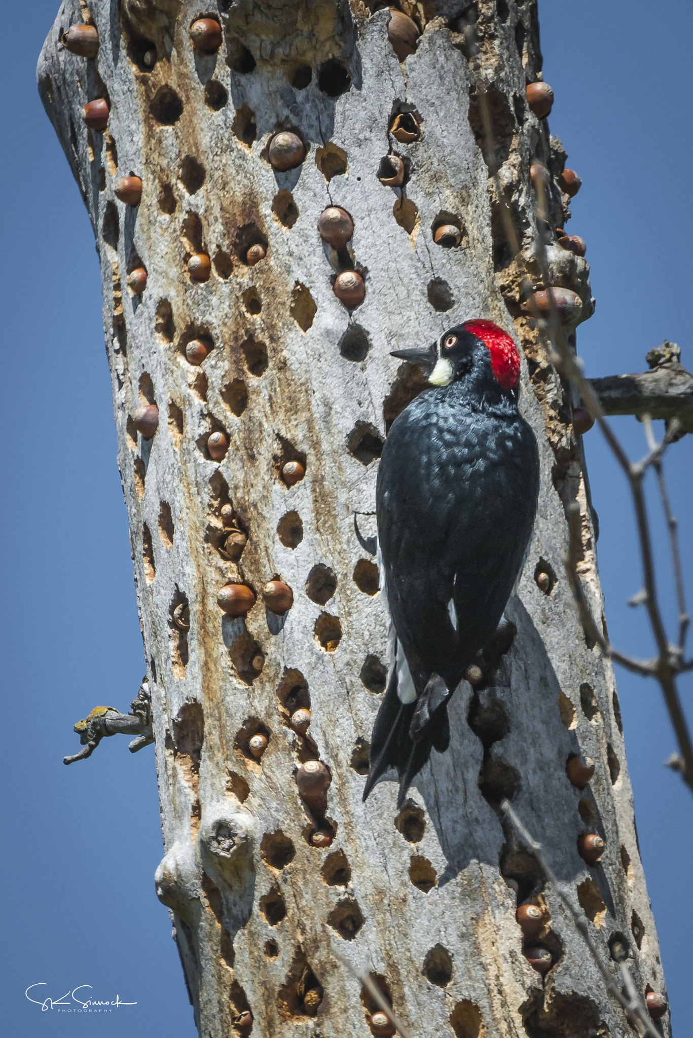 Nikon D800 sample photo. Acorn woodpecker photography