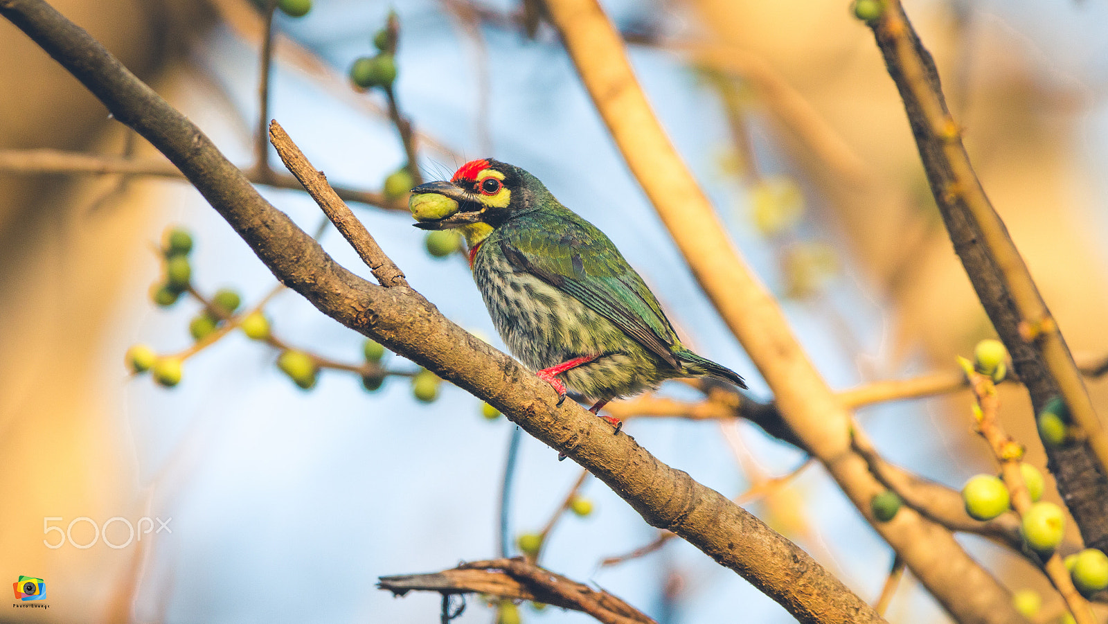 150-600mm F5-6.3 DG OS HSM | Contemporary 015 sample photo. Img photography