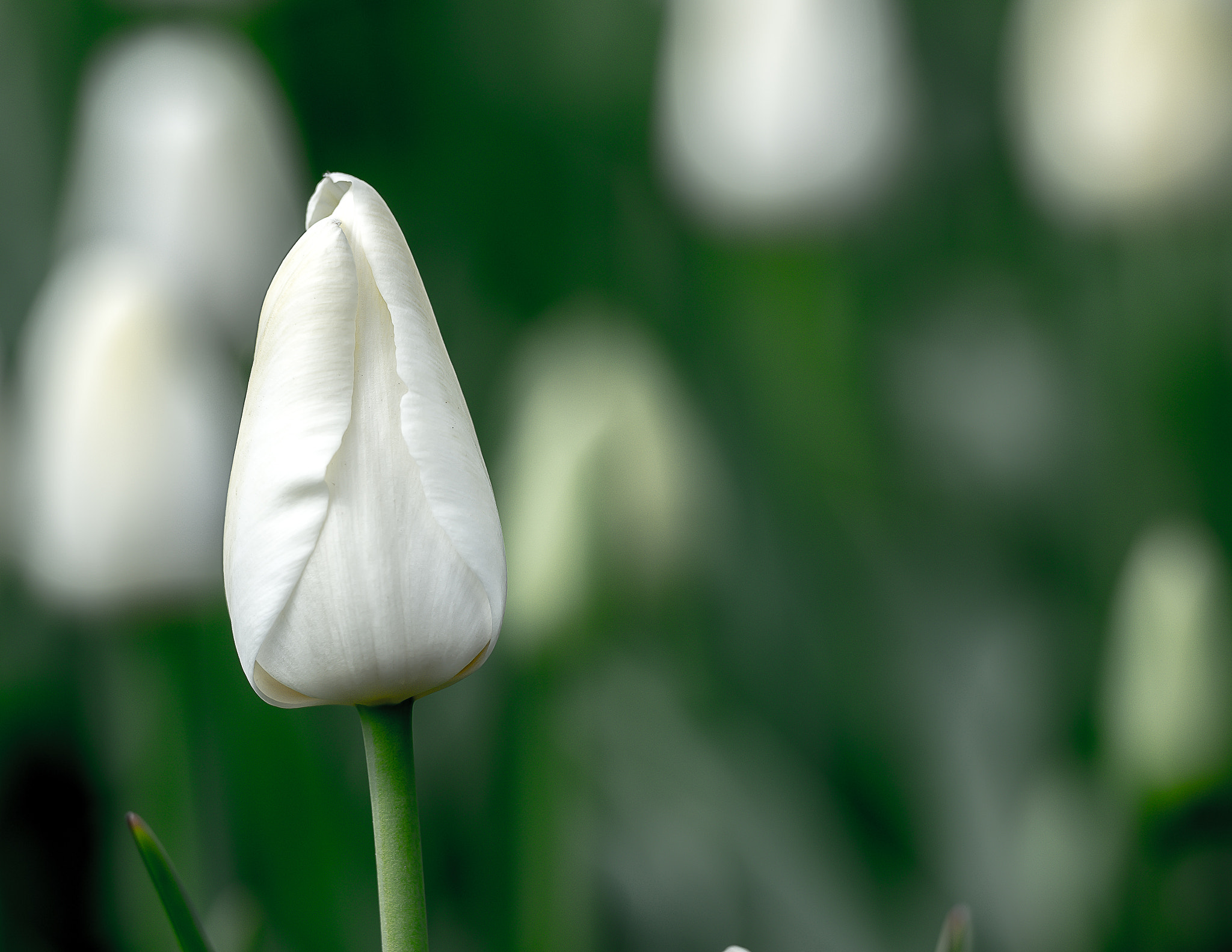 Nikon AF-S Nikkor 70-200mm F2.8G ED VR II sample photo. Pure photography