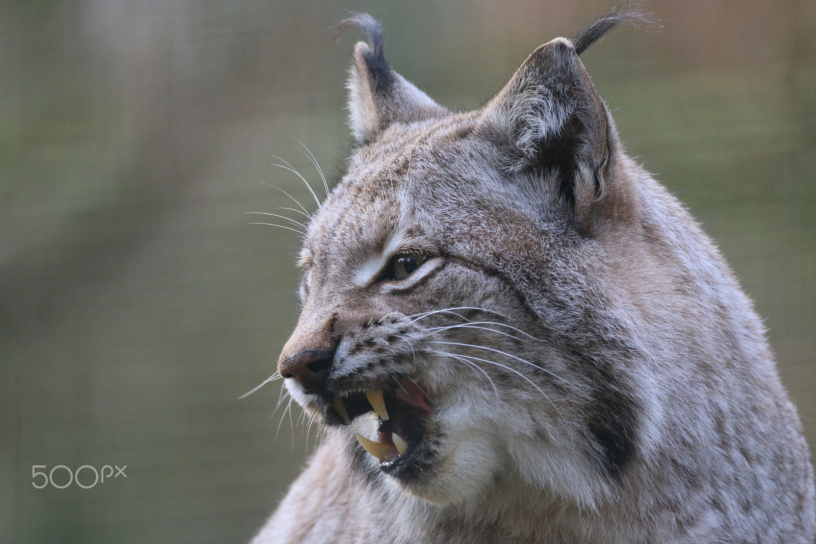 Sigma 150-600mm F5-6.3 DG OS HSM | C sample photo. Zähne zeigen photography