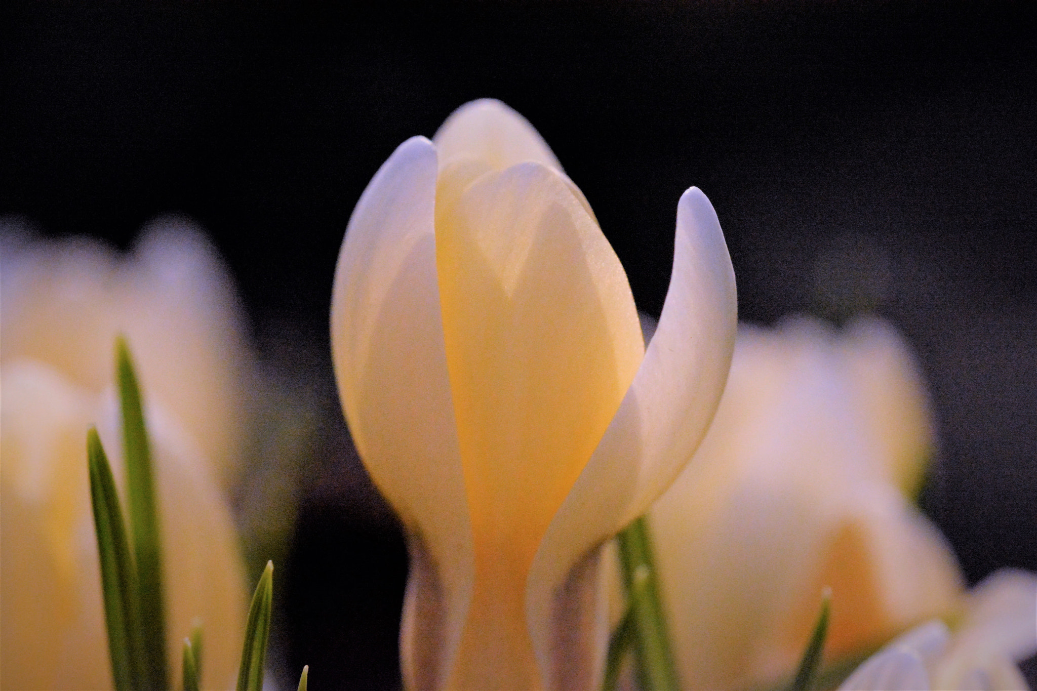 Sigma 105mm F2.8 EX DG OS HSM sample photo. Colors of spring photography