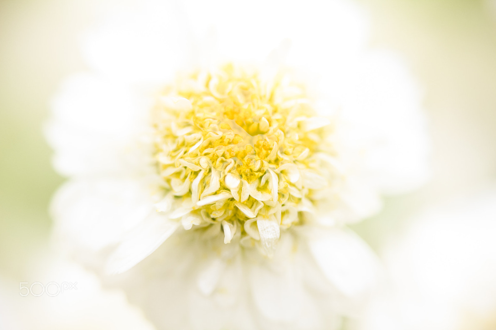Canon EF 35-80mm f/4-5.6 sample photo. Macro photography