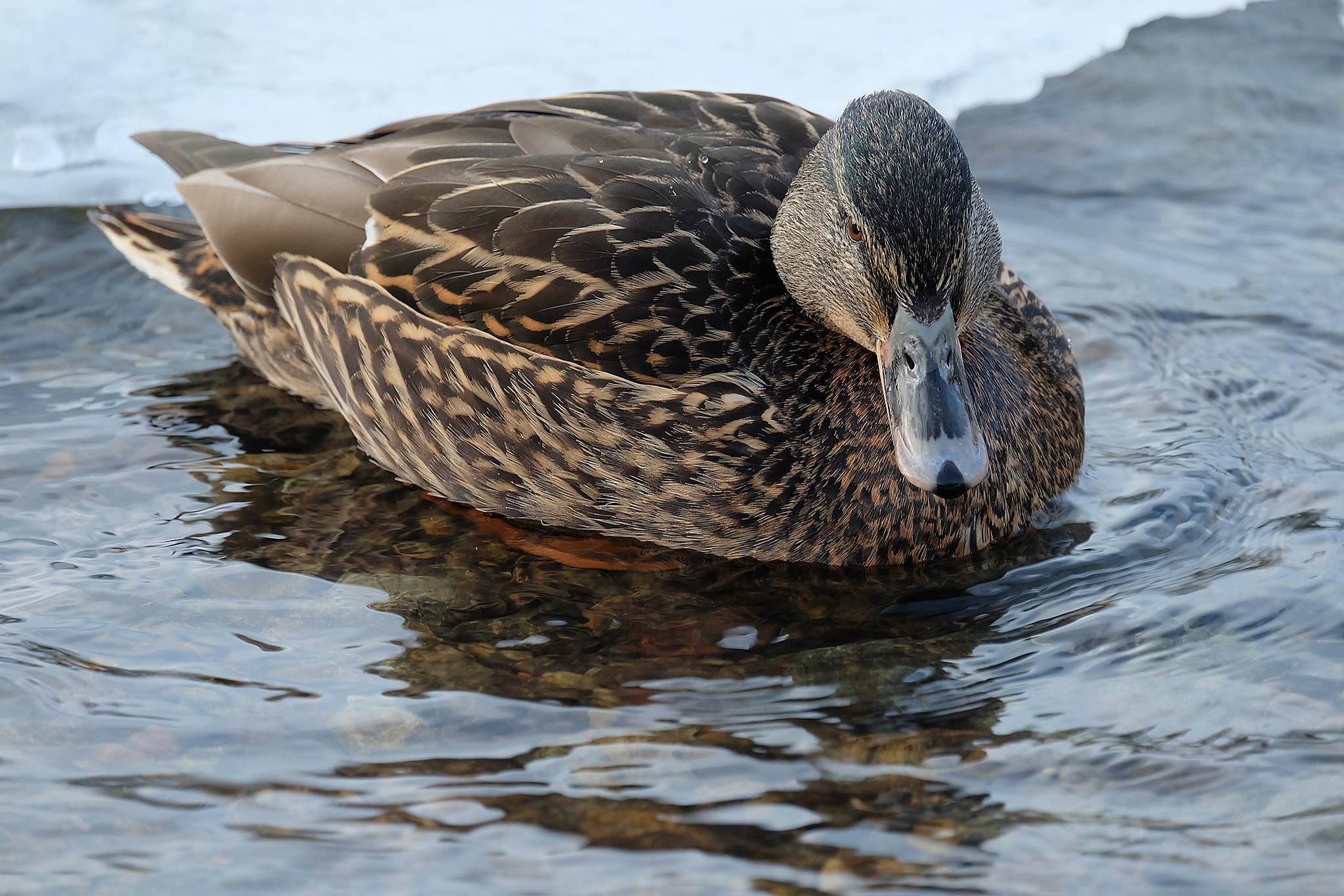 Fujifilm X-A1 + Fujifilm XC 50-230mm F4.5-6.7 OIS sample photo. Duck photography