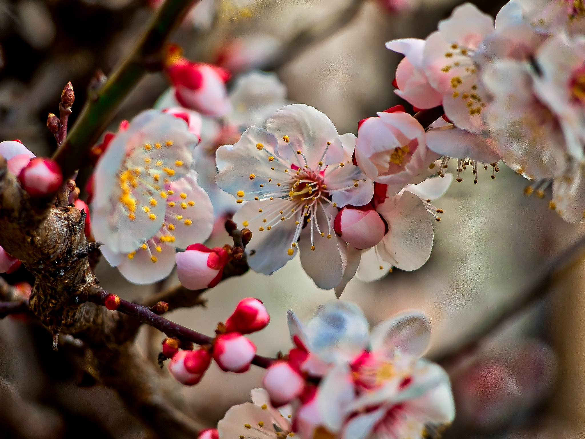 Olympus OM-D E-M1 sample photo. Ume blossoms in february photography