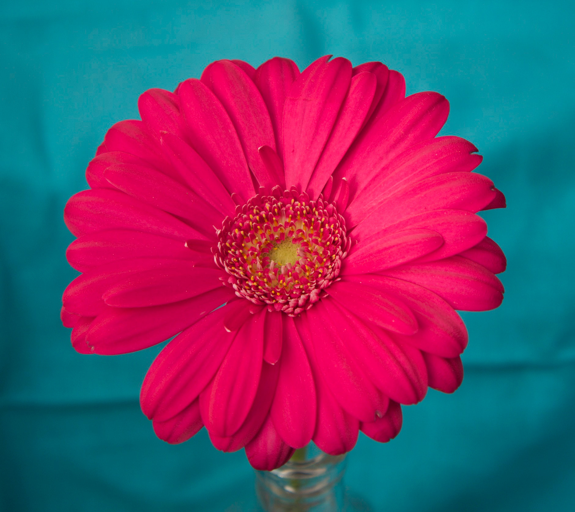 Sony Alpha NEX-7 + Sony E 18-55mm F3.5-5.6 OSS sample photo. Pink and turquoise... photography