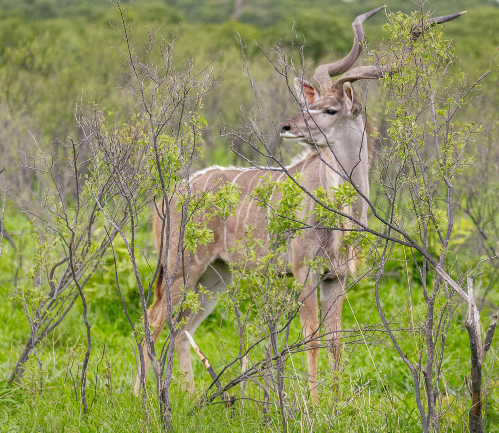 Nikon D90 sample photo. Male kudu photography