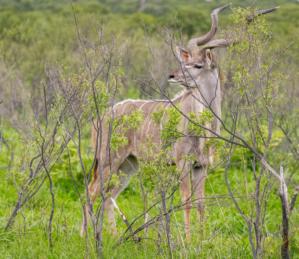 Nikon D90 + Sigma 150-600mm F5-6.3 DG OS HSM | S sample photo. Male kudu photography