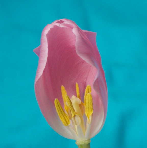 Sony Alpha NEX-7 + Sony E 18-55mm F3.5-5.6 OSS sample photo. Pastel possibilities... photography