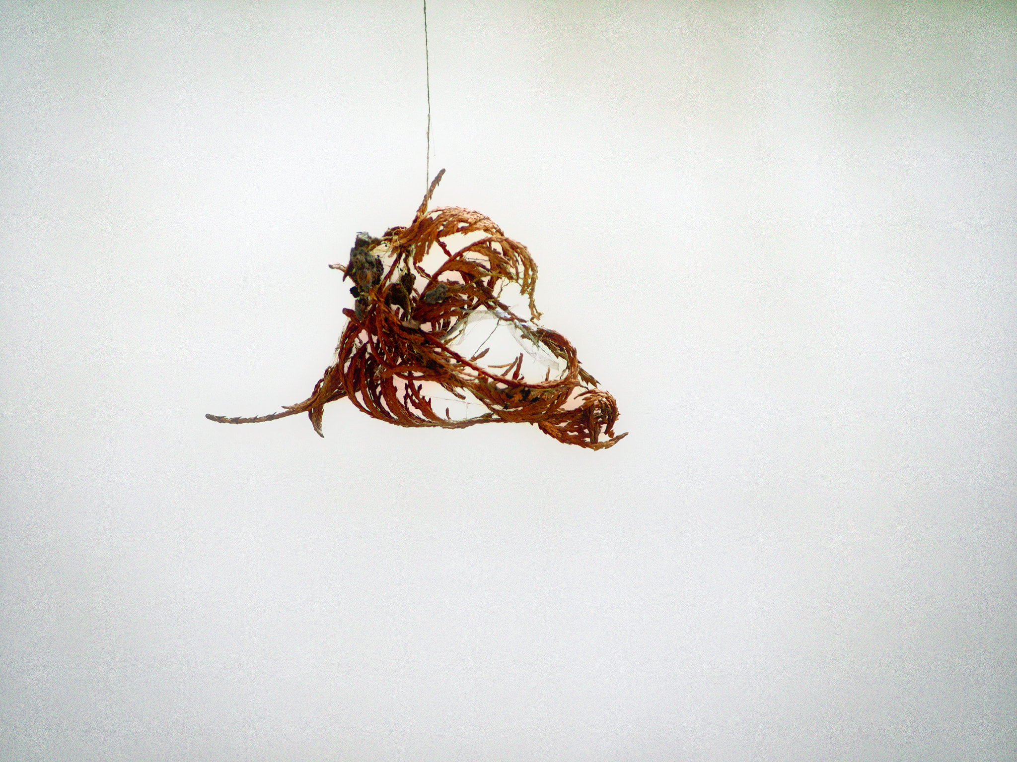 Olympus OM-D E-M1 sample photo. Celluose skeletons hanging by a silken thread photography