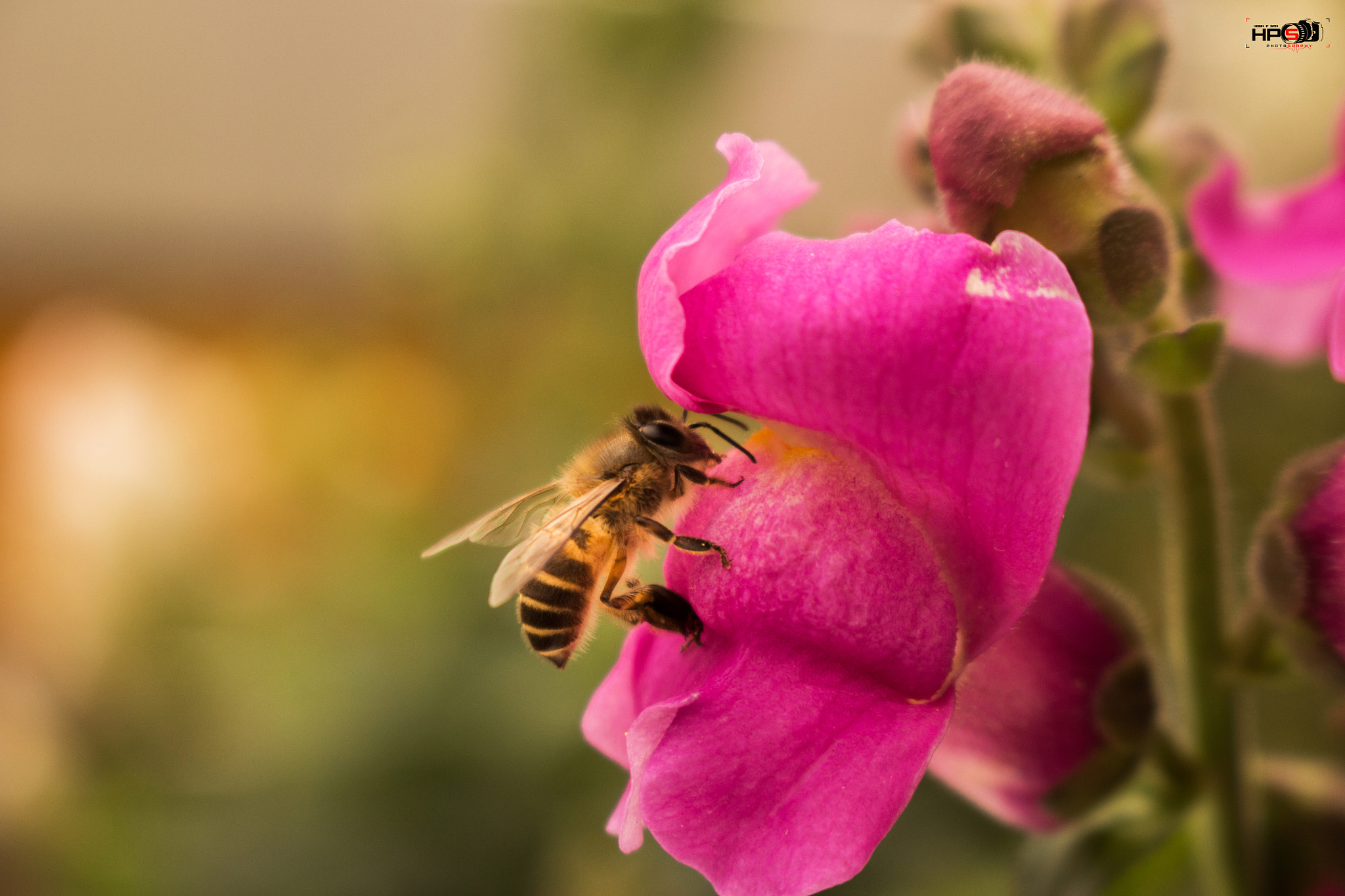 Canon EOS 650D (EOS Rebel T4i / EOS Kiss X6i) sample photo. "stay close" photography