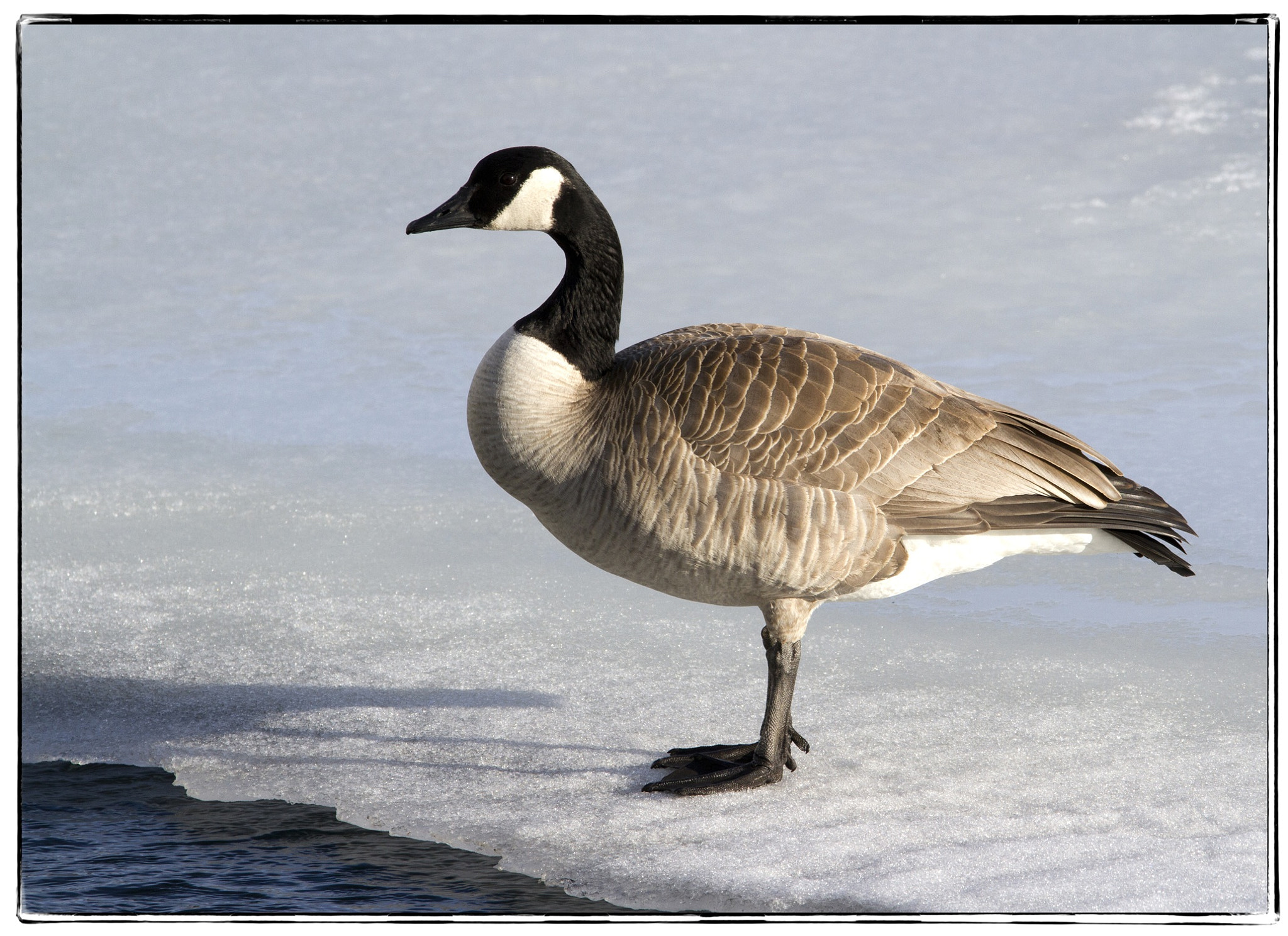 Canon EOS 7D + 150-600mm F5-6.3 DG OS HSM | Contemporary 015 sample photo. Canada goose on the ice. photography