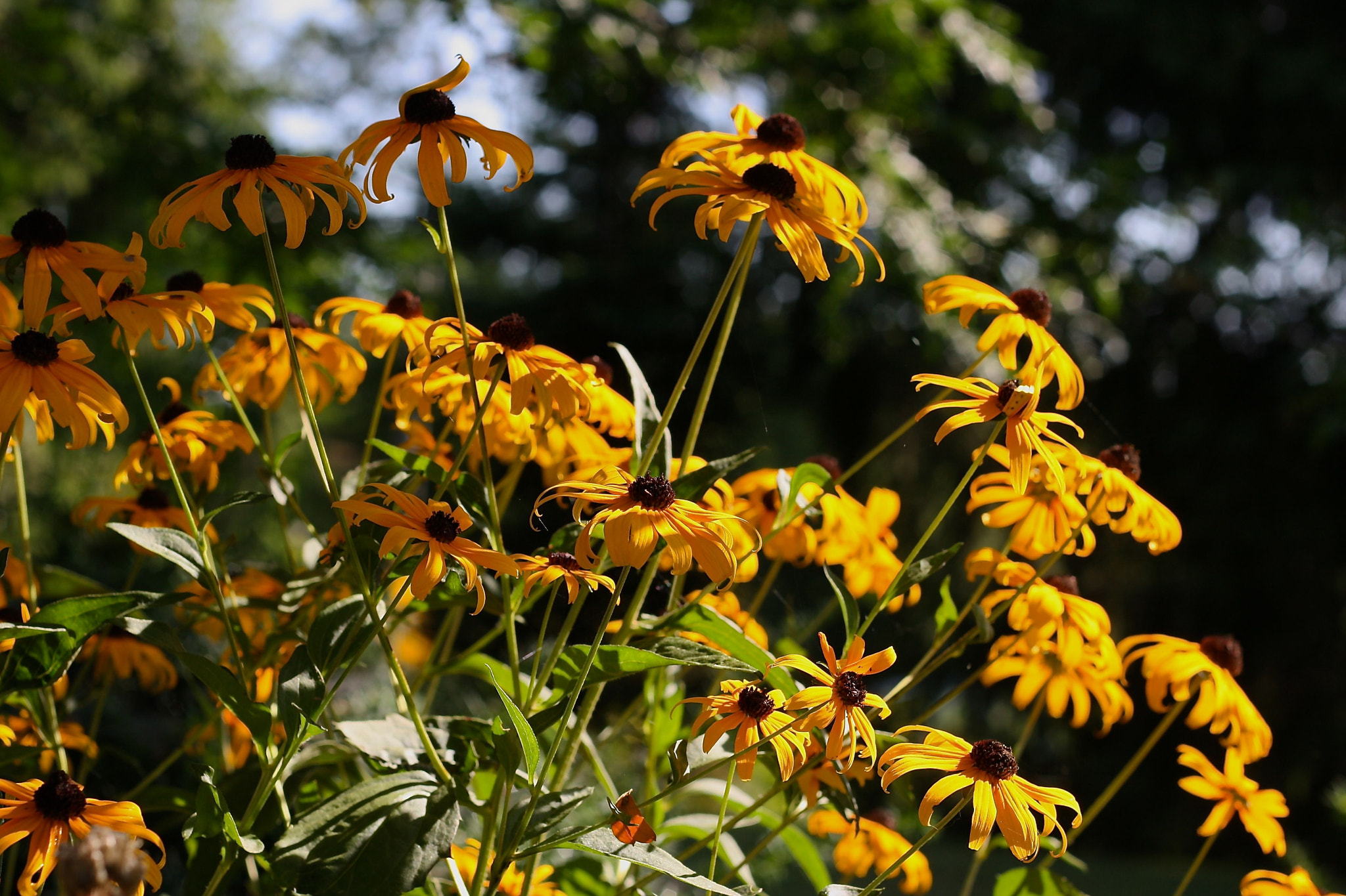 Canon EOS 1000D (EOS Digital Rebel XS / EOS Kiss F) sample photo. / photography