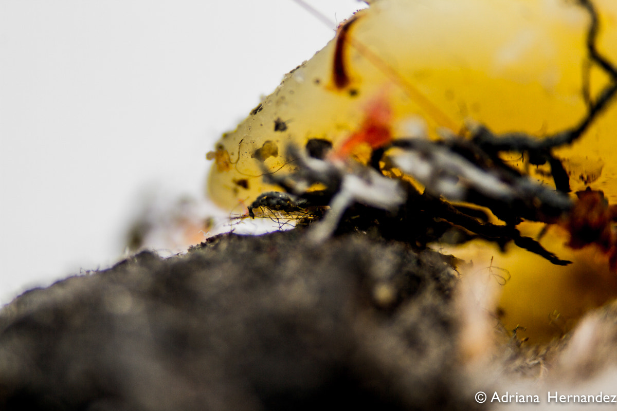 Canon EF-S 60mm F2.8 Macro USM sample photo. Tiny piece of garbage 3 photography