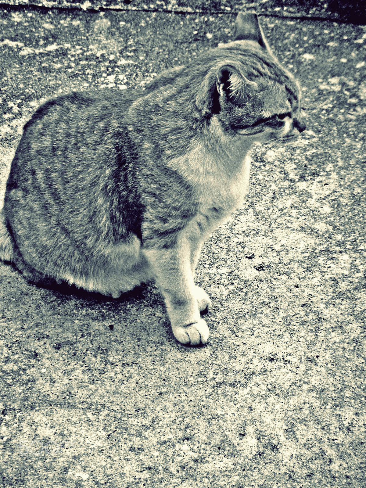 Nikon Coolpix S1200pj sample photo. City cat series photography