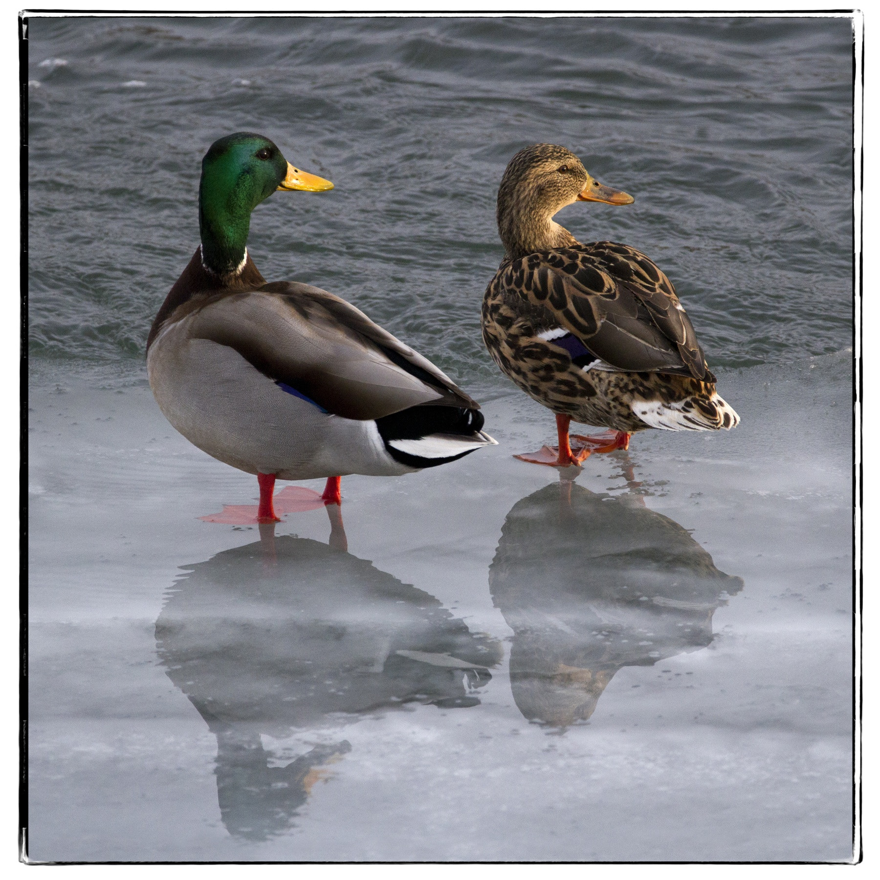 150-600mm F5-6.3 DG OS HSM | Contemporary 015 sample photo. Mallards in the setting sunlight. photography