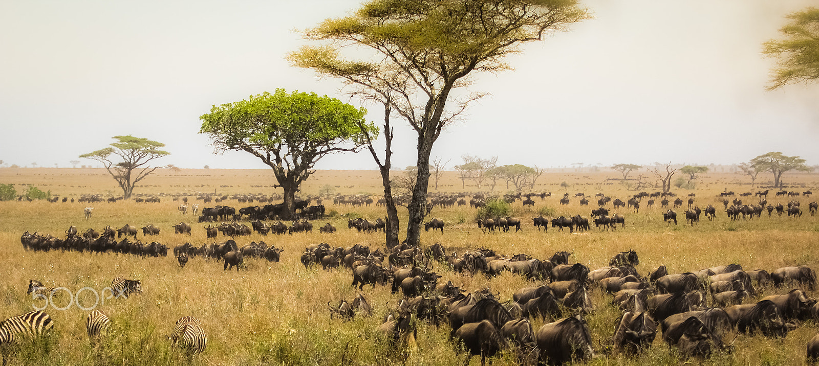 Canon EF 100-400mm F4.5-5.6L IS USM sample photo. Disciplined wildebeest photography
