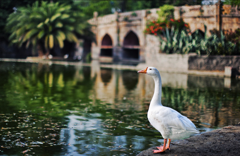 Canon EOS-1Ds Mark III sample photo. Delhi mornings... photography